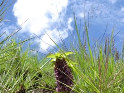 Eucomis schijffii on a summer&#039;s day